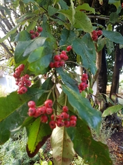 Photinia niitakayamensis