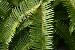 Dicranopteris linearis emarginata