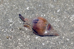 Buccinidae