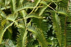 Dicranopteris linearis emarginata