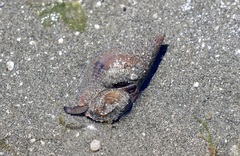 Buccinidae