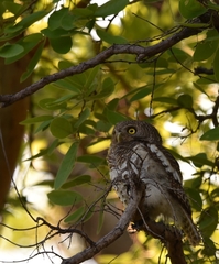 Glaucidium capense