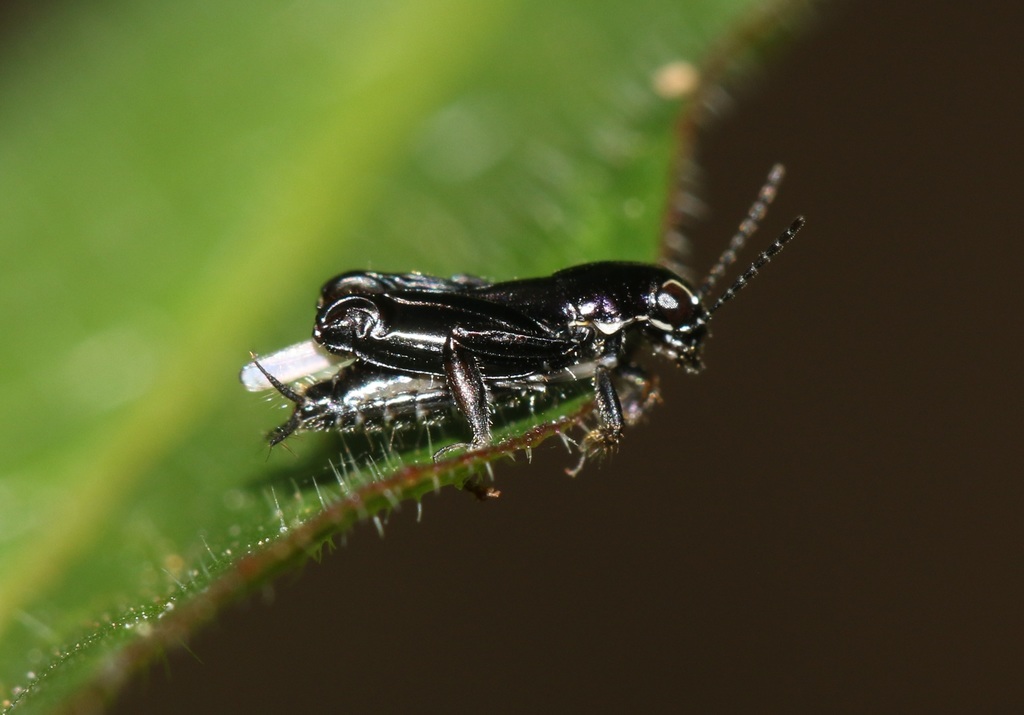 Xya nigraenea
