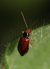 Palpoxena rufipennis