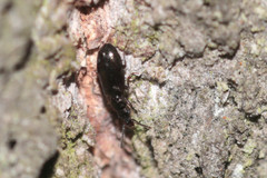 Salpingus planirostris