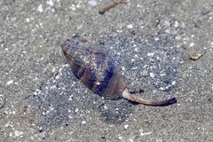 Buccinidae