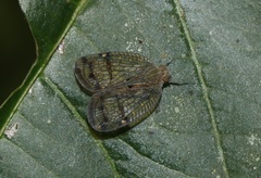 Nogodininae
