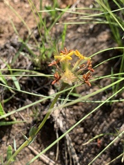 Lasiosiphon kraussianus kraussianus