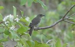 Stomiopera unicolor