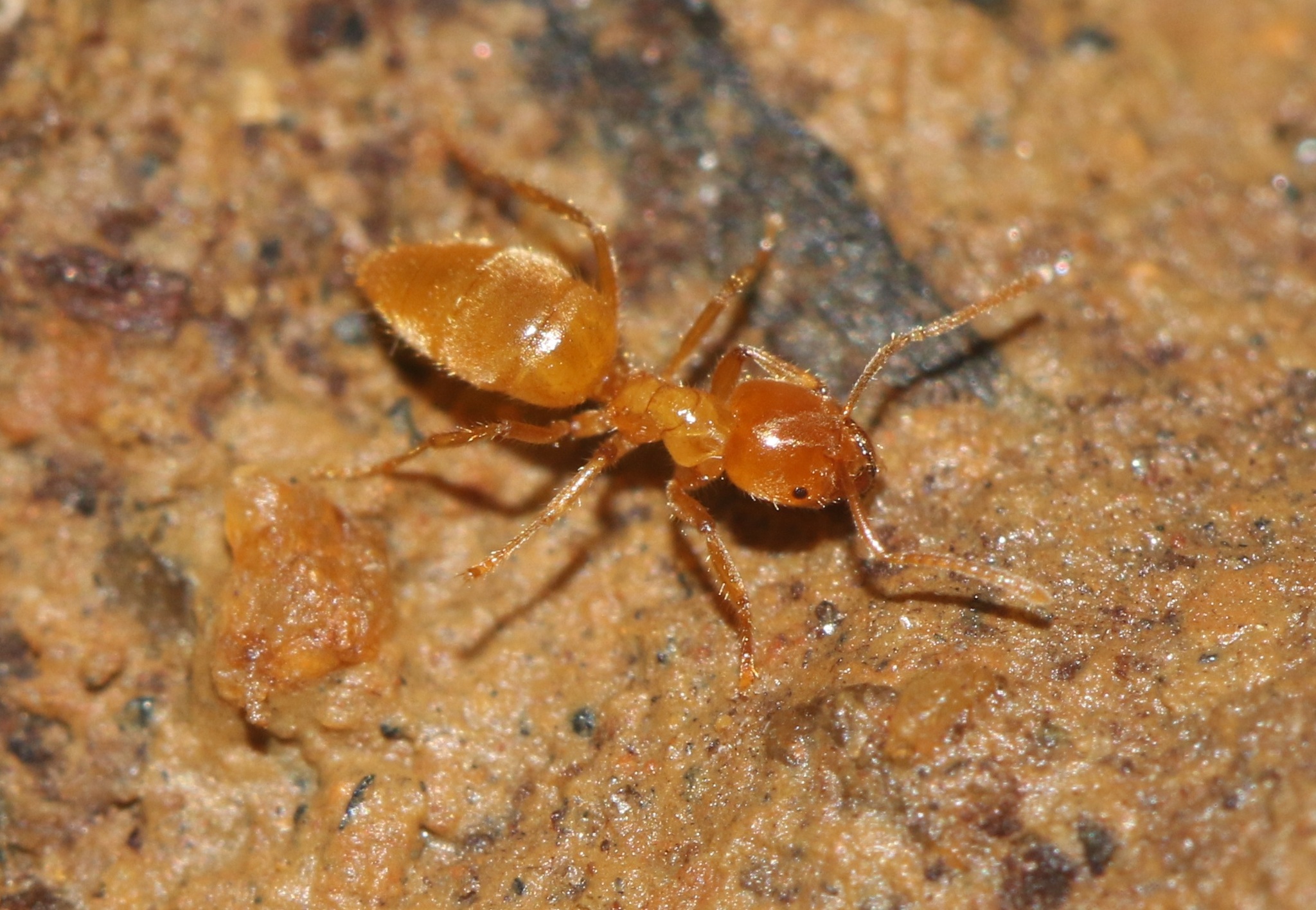 Acropyga acutiventris
