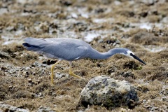 Egretta novaehollandiae