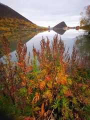 Artemisia vulgaris kamtschatica
