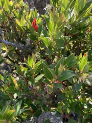 Vaccinium exul
