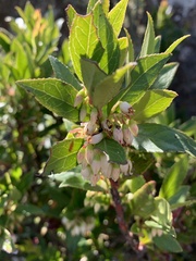 Vaccinium exul