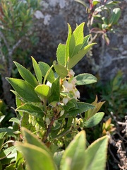 Vaccinium exul
