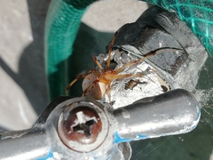 Latrodectus geometricus