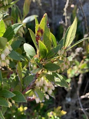 Vaccinium exul