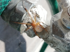 Latrodectus geometricus