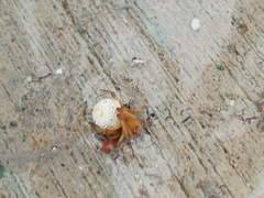 Latrodectus geometricus