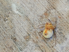 Latrodectus geometricus