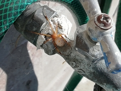 Latrodectus geometricus