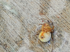 Latrodectus geometricus