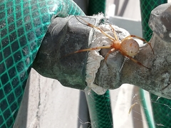 Latrodectus geometricus