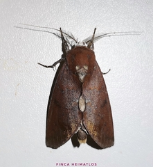 Hemiceras conspirata