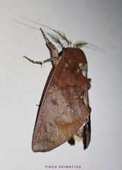 Hemiceras conspirata