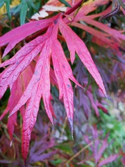 Artemisia vulgaris kamtschatica