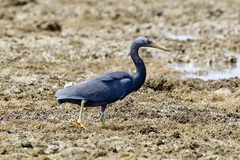 Egretta sacra