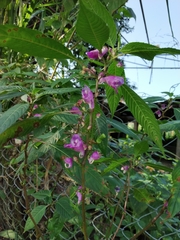 Impatiens tripetala
