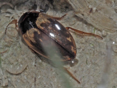 Hydroporus marginatus