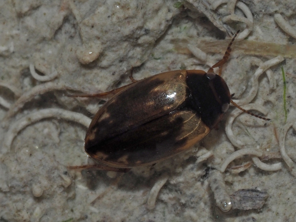 Hydroporus marginatus