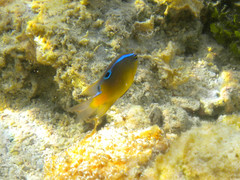 Chrysiptera unimaculata