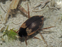 Hydroporus marginatus