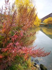 Artemisia vulgaris kamtschatica