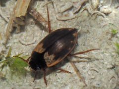Hydroporus marginatus