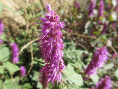 Elsholtzia splendens