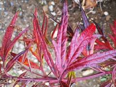 Artemisia vulgaris kamtschatica