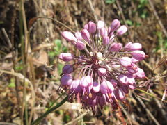 Allium thunbergii