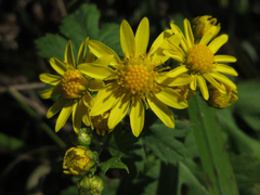 Chrysanthemum lavandulifolium