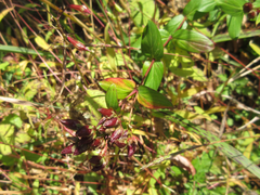 Hypericum erectum