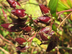Hypericum erectum