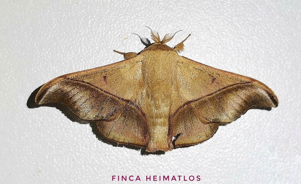 Alheita anoca