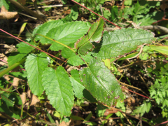 Sanguisorba officinalis