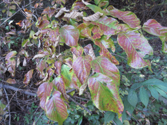 Neoshirakia japonica