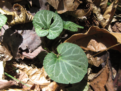 Viola variegata
