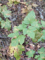 Ribes viscosissimum