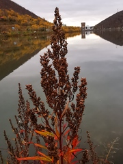 Artemisia vulgaris kamtschatica